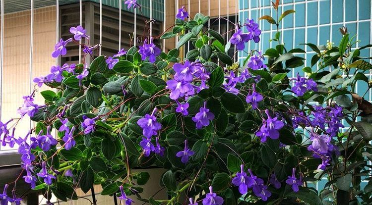  #养花#春季养花，不妨养这几款，花色多又艳，四季花开不停，美