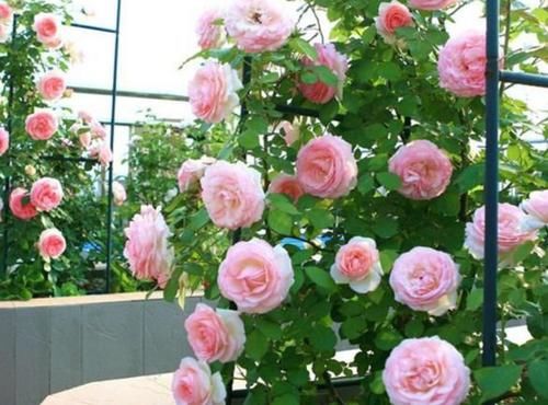  【家里】家里就养3种花，美成花园，漂亮花朵，朵朵迷人！