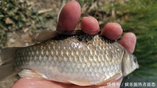  野生鲫鱼|草洞守钓鲫鱼，交配时期作钓鲫鱼方法，钓获20多条金黄色的鲫鱼