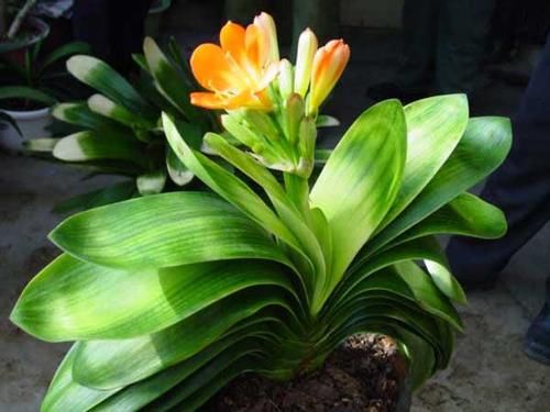  「养护环境」君子兰，怎么才能够叶子油亮肥厚呢？