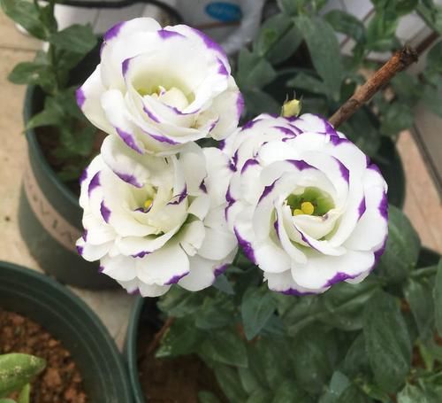  [玫瑰]最漂亮的草花“洋玫瑰”，号称“草本玫瑰”，花期长，是盆栽佳品