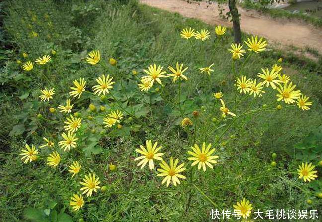 这种野草在农村很常见，耐旱耐湿适应性强，全株可入药价值高