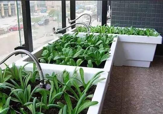  #吃不完#阳台这样种菜, 一年到头摘个不停, 吃不完还能送人!