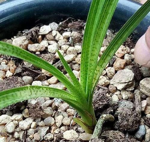 「春天的时」春天养兰花,最忌讳这“3点”,做错了,一年难开花