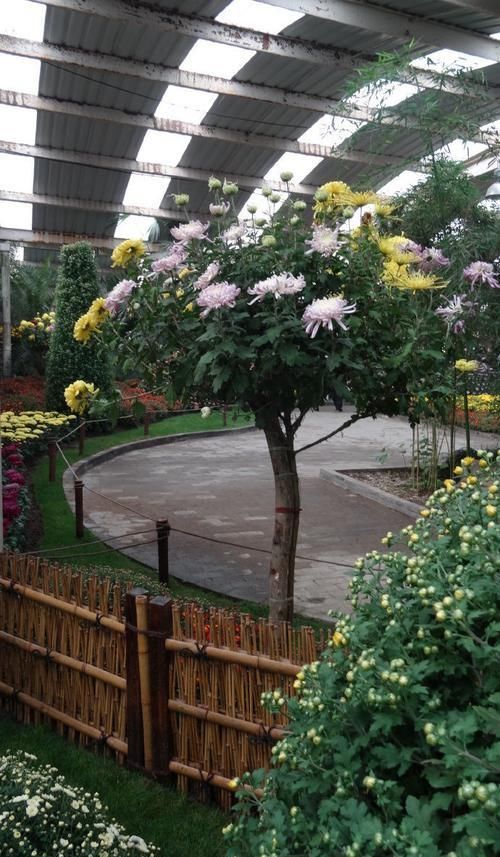  百花齐放■喜欢玫瑰，不如养盆“珍品菊花”树菊，百花齐放，争奇斗艳！