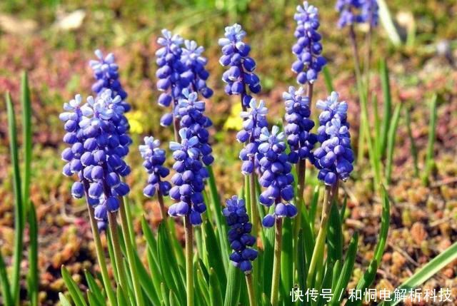  艳丽@喜欢养花就养此3种，开花艳丽味道香，家里养一盆，养出小花园
