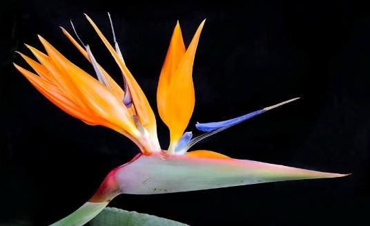 风信子■家养5款花卉,浇点水嗖嗖长,花大胜牡丹,繁花似锦,美翻整个家