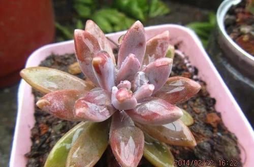  『喂喂』她在楼顶养花种菜，再喂喂鸡，日子过得悠闲又自在！