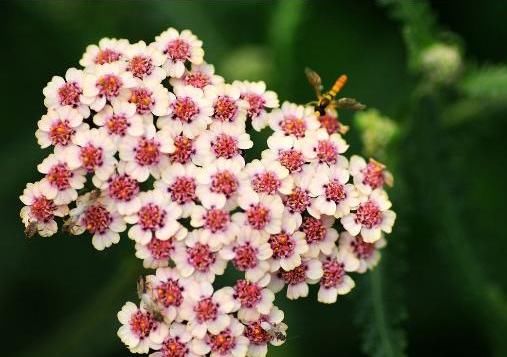  「誉为」这花，誉为花界“护士”，花色艳丽，盆栽一株摘点泡澡，发汗留香