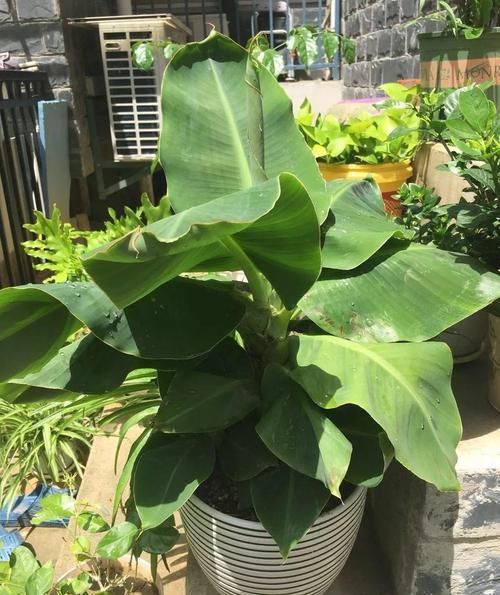 「香蕉」在家就能种的香蕉树,用足肥料,结出一串小香蕉!