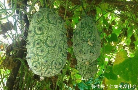  #味道#农民种植长相丑陋的水果，营养价值高味道好，食用价值高