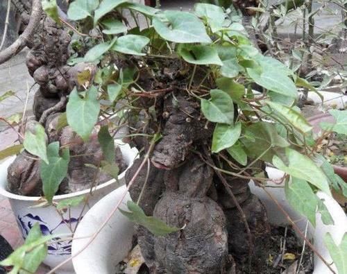 『植物』灌丛里有1种“何首乌”，看着像野草，殊不知有用处，挺珍贵！
