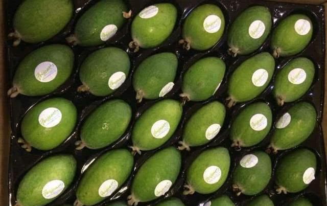  「市场上」国外广泛种植，国内市场还一片空白，果实一斤卖100多全靠进口