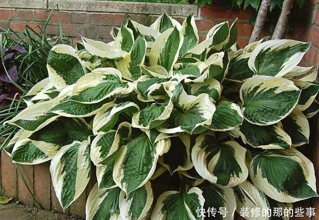  「阳光」这5种叶子花，命贱好养，没阳光也能长好！叶子比花好看
