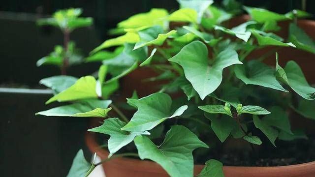 『适合』3种适合盆栽的蔬菜,在阳台上种几盆,健康美味!