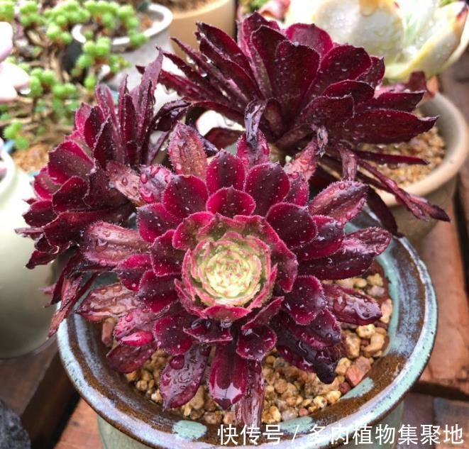 没有根系的多肉植物这样来养护,生根之后,简单