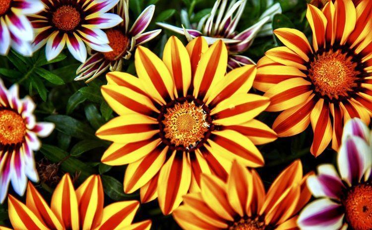 #韵味#这5款花草夏天养,花大色艳花势旺,养在家里洁白如玉,韵味十足