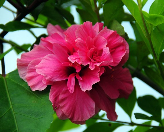  「花开」这些花朵超好养，养护简单又漂亮，花开多又香，新手也能养爆盆
