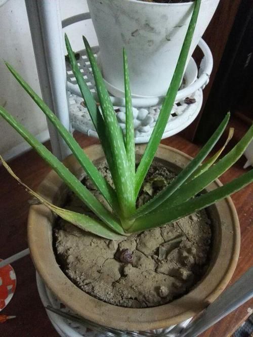  冒满@芦荟长不大？一个月“加餐”一次，长成小胖子，呼呼冒满小崽子