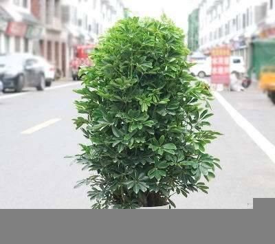  「鹅掌」鹅掌柴叶片下垂，做好这几点，轻松解决！