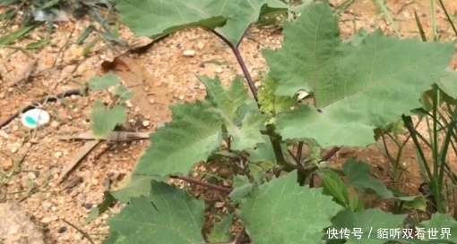  [这一种]农村常见的“耳朵草”过去农民当害草，市面卖50元一斤