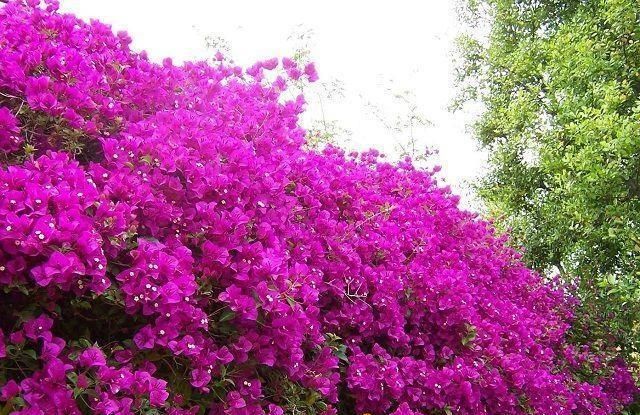  【三角梅】晒不死的4种花，扔阳台上给太阳晒，太阳越大花就越多