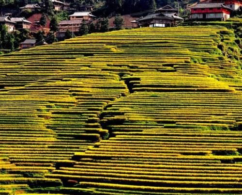  gdp|中国经济最强镇：23家世界500强企业在此入驻，GDP破千亿碾