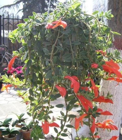  「枝条」养金鱼吊兰，怎么做能四季开花？跟着学一招，分分钟花满盆