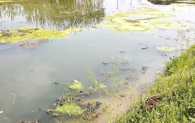  #冬天#冬天这么冷，小龙虾养殖能做些什么？