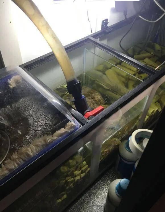  [鱼友]小锦鲤养了半年多长成大“怪物”，鱼友：“长得太快，有点怕”…
