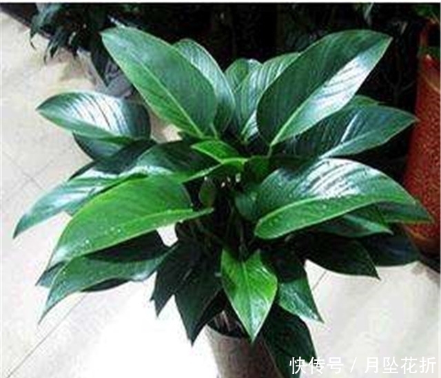  「叶子下垂」第一次养花，就养一盆“阳台精品”金钻，高大茂盛，珍贵独特