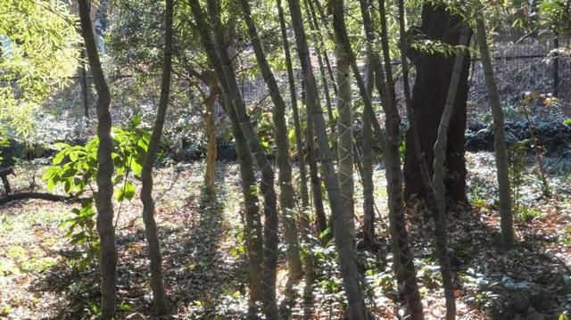 农村这种竹子，有人嫌它丑随手砍掉，其实比你想象的还要值钱