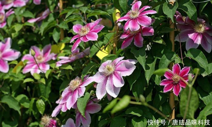 『金苞』城市罕见的3种花，铁线莲、金苞花、琴叶珊瑚，养过的人不多