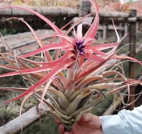  附生植物：植物能“自由”成什么样？教你几种“不要土”的附生植物...