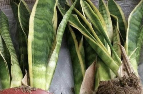  『虎皮』“豆腐渣”能养花，种植绿萝、虎皮兰的时候，埋花盆里，变肥料！
