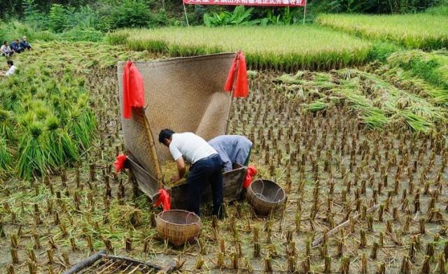 五年内，农村两大特色产业将会崛起，抓住机遇的人收入不比打工少