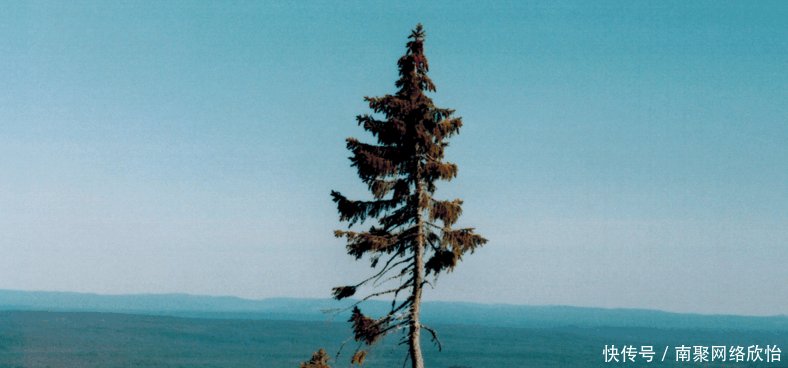 世界上最古老的九大树木, 中国神木上榜, 最后一棵存活9000多年!