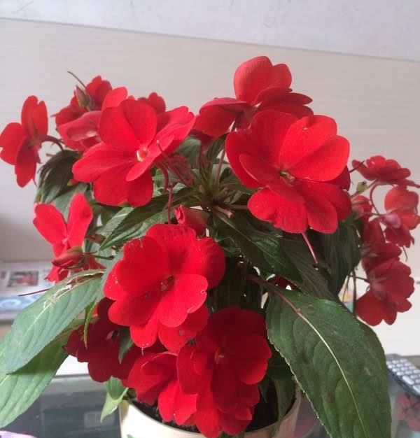  『低矮』全年可开花，观赏价值高，植株低矮，栽培容易，此盆栽花值得拥有