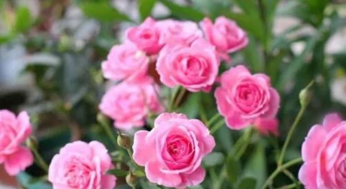 牡丹:5种花特适合养阳台,给点阳台就灿烂,家里变成“小花园”!