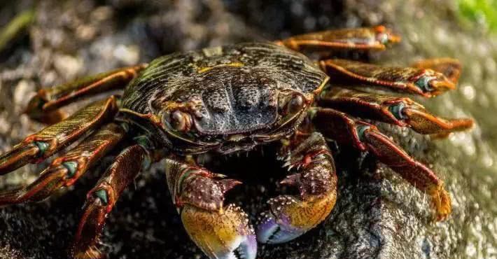  马口鱼：农村里的7种“野味”，你吃过几种？就算是土豪也不一定