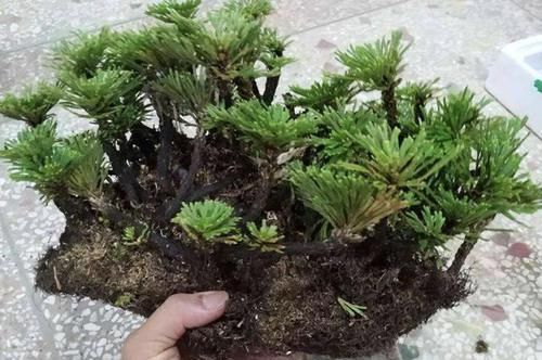 「见到」石头缝里的“1种草”,见到别踩,挖回家种,8个月成“盆景”,美