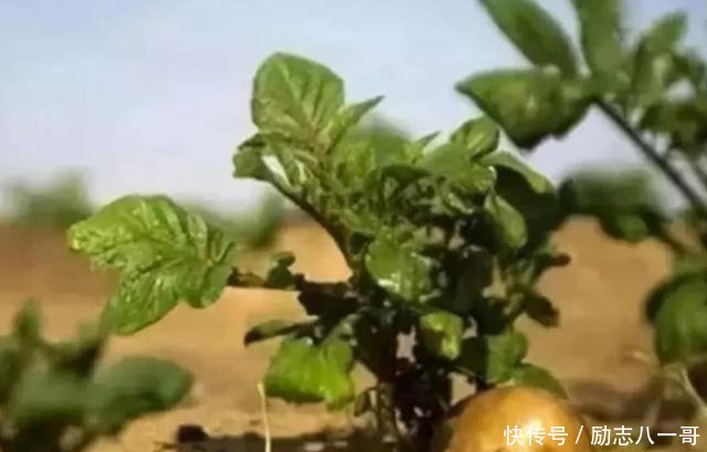 中国“最悲惨”的沙漠600多万亩黄沙，种上土豆后“颜面尽失”