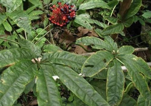  [竹节参]它的根茎像“人参”，开出暗紫色的花朵，人称“竹节参”，珍贵