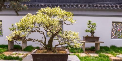  『品味』盆景摆放有学问，想要提升个人品味，这些讲究不能忽视！