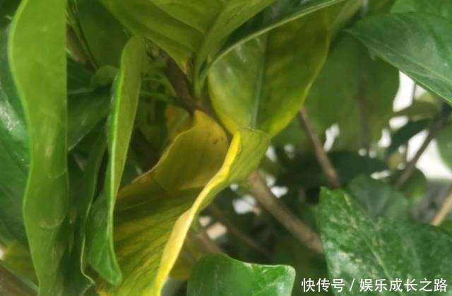 栀子花@新手养栀子,黄叶非常多,4个原因看一看!