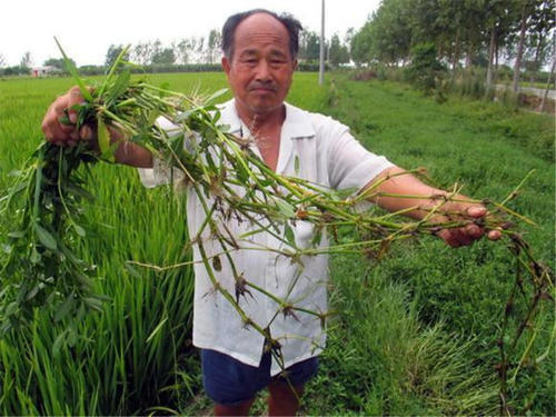  [猪饲料]被当猪饲料引入我国，价值不低，沦为野生后，遭农民痛