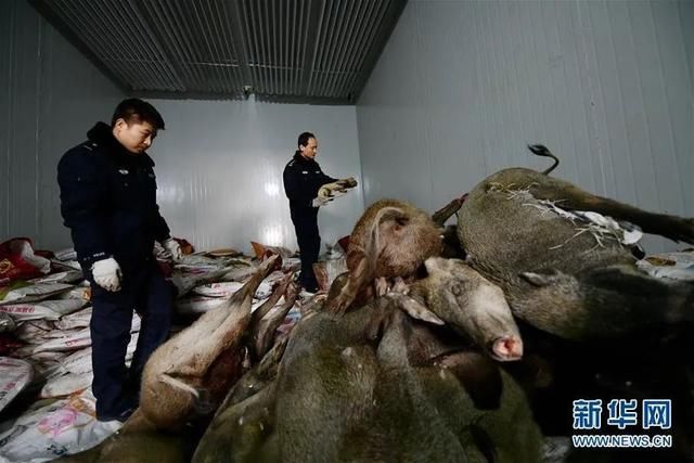  革除滥食野生动物陋|国家全面禁食陆生野生动物，人工繁育、人工