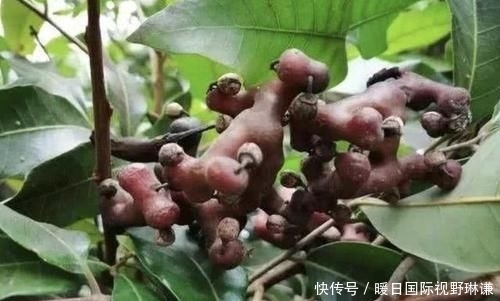  『种果』小时候会去摘1种“鸡爪梨”，褐色的果子独特，如今珍贵、也少见