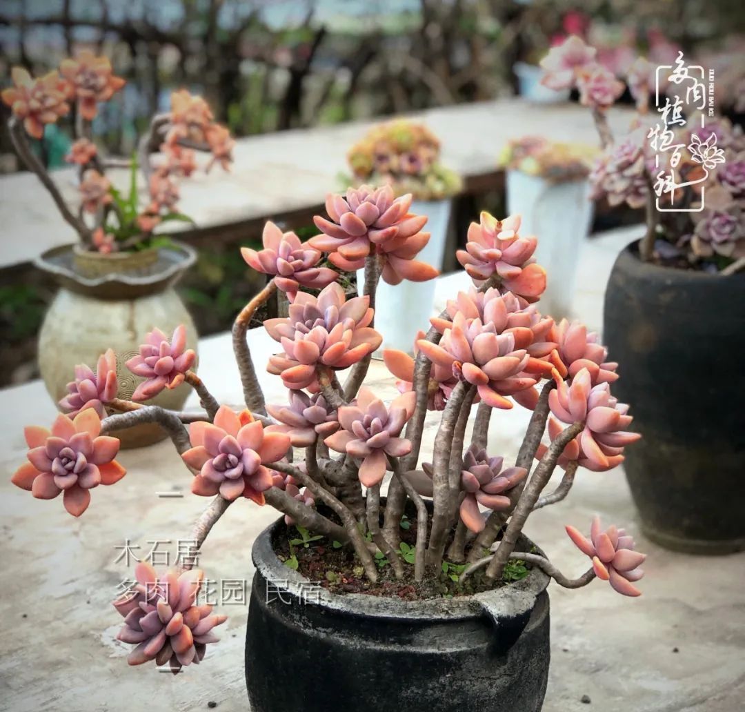  『植物』八种号称“养不死”的多肉,你养了几种?