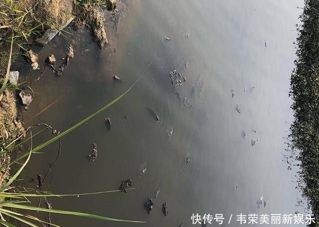  『斤左右』药鱼人干的好事，群鱼一夜之间全部翻白肚皮了！